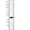 RAB40C, Member RAS Oncogene Family antibody, abx218129, Abbexa, Western Blot image 