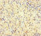 Spermatogenesis Associated 16 antibody, LS-C679601, Lifespan Biosciences, Immunohistochemistry paraffin image 