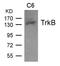 BDNF/NT-3 growth factors receptor antibody, AP26046PU-N, Origene, Western Blot image 