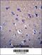 DnaJ Heat Shock Protein Family (Hsp40) Member B6 antibody, 56-462, ProSci, Immunohistochemistry frozen image 