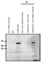 TAMRA  antibody, MA1-041, Invitrogen Antibodies, Immunoprecipitation image 