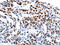 MutY DNA Glycosylase antibody, CSB-PA242639, Cusabio, Immunohistochemistry frozen image 