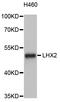 LIM Homeobox 2 antibody, abx126095, Abbexa, Western Blot image 