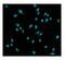 Heat Shock Protein Family A (Hsp70) Member 8 antibody, PA1214, Boster Biological Technology, Immunofluorescence image 