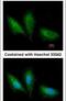 Protein Kinase C Substrate 80K-H antibody, PA5-21398, Invitrogen Antibodies, Immunofluorescence image 
