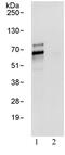Transcription Factor Binding To IGHM Enhancer 3 antibody, ab93808, Abcam, Immunoprecipitation image 