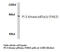 Phosphatidylinositol-4,5-Bisphosphate 3-Kinase Catalytic Subunit Alpha antibody, LS-C177338, Lifespan Biosciences, Western Blot image 