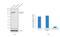 Catenin Alpha 1 antibody, 71-1200, Invitrogen Antibodies, Western Blot image 