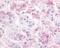 G Protein-Coupled Receptor 182 antibody, 48-233, ProSci, Immunohistochemistry paraffin image 