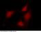Coactivator Associated Arginine Methyltransferase 1 antibody, 100763-T10, Sino Biological, Immunohistochemistry frozen image 
