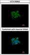 Sulfite Oxidase antibody, LS-C185747, Lifespan Biosciences, Immunocytochemistry image 