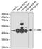 CD8b Molecule antibody, 19-020, ProSci, Western Blot image 