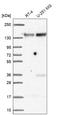 Family With Sequence Similarity 120A antibody, HPA055800, Atlas Antibodies, Western Blot image 