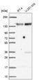 Family With Sequence Similarity 120A antibody, HPA055800, Atlas Antibodies, Western Blot image 