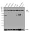 Amyloid Beta Precursor Protein Binding Family B Member 1 antibody, PA1-752, Invitrogen Antibodies, Western Blot image 