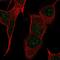 Protein Phosphatase 1 Regulatory Subunit 17 antibody, HPA073123, Atlas Antibodies, Immunofluorescence image 