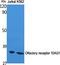 Olfactory Receptor Family 10 Subfamily AG Member 1 antibody, A17524, Boster Biological Technology, Western Blot image 