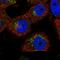 Transportin 3 antibody, HPA039555, Atlas Antibodies, Immunofluorescence image 