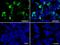 Interferon Regulatory Factor 3 antibody, GTX84288, GeneTex, Immunocytochemistry image 