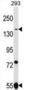 UHRF1 Binding Protein 1 Like antibody, abx028888, Abbexa, Western Blot image 