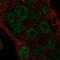 Torsin-4A antibody, NBP1-93983, Novus Biologicals, Immunofluorescence image 