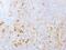 P-selectin glycoprotein ligand 1 antibody, GTX34468, GeneTex, Immunohistochemistry paraffin image 
