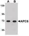 Cell Division Cycle 16 antibody, PA5-20947, Invitrogen Antibodies, Western Blot image 