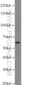 CDK5 Regulatory Subunit Associated Protein 1 Like 1 antibody, 22988-1-AP, Proteintech Group, Western Blot image 