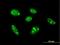 TSPY Like 1 antibody, H00007259-B01P, Novus Biologicals, Immunocytochemistry image 