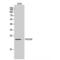 RNA Polymerase III Subunit H antibody, LS-C385593, Lifespan Biosciences, Western Blot image 