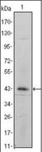 Integrin Subunit Alpha 5 antibody, orb89416, Biorbyt, Western Blot image 