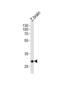 Homeobox protein Hox-C9a antibody, abx034832, Abbexa, Western Blot image 