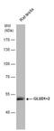 Glutamate Dehydrogenase 2 antibody, NBP2-16678, Novus Biologicals, Western Blot image 