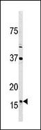 Thioredoxin, mitochondrial antibody, AP11339PU-N, Origene, Western Blot image 