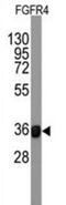 CD334 antibody, abx025554, Abbexa, Western Blot image 