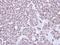 NSE1 Homolog, SMC5-SMC6 Complex Component antibody, NBP1-32527, Novus Biologicals, Immunohistochemistry paraffin image 