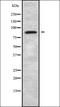 Rac/Cdc42 Guanine Nucleotide Exchange Factor 6 antibody, orb338661, Biorbyt, Western Blot image 