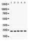 RAB18, Member RAS Oncogene Family antibody, PB9791, Boster Biological Technology, Western Blot image 