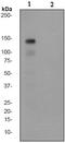 Hepatocyte growth factor receptor antibody, ab68141, Abcam, Western Blot image 