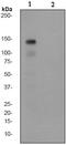 c-met antibody, ab68141, Abcam, Western Blot image 