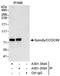 Spindle Apparatus Coiled-Coil Protein 1 antibody, A301-355A, Bethyl Labs, Immunoprecipitation image 