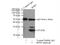 RNA Polymerase II Subunit E antibody, 15217-1-AP, Proteintech Group, Immunoprecipitation image 