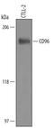 CD96 Molecule antibody, AF5690, R&D Systems, Western Blot image 