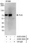 FUS RNA Binding Protein antibody, A303-839A, Bethyl Labs, Immunoprecipitation image 