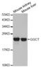 Gamma-Glutamylcyclotransferase antibody, LS-C333726, Lifespan Biosciences, Western Blot image 