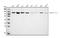 Heat Shock Protein 90 Alpha Family Class A Member 1 antibody, M01103-4, Boster Biological Technology, Western Blot image 