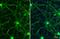 Synapsin II antibody, GTX135310, GeneTex, Immunocytochemistry image 