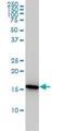 Peptidylprolyl Isomerase A antibody, H00005478-M01, Novus Biologicals, Western Blot image 