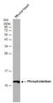 Phospholamban antibody, GTX132854, GeneTex, Western Blot image 