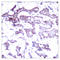 ETS Transcription Factor ELK1 antibody, LS-C118103, Lifespan Biosciences, Immunohistochemistry frozen image 